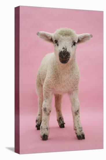 Lamb Portrait-Mark Taylor-Stretched Canvas