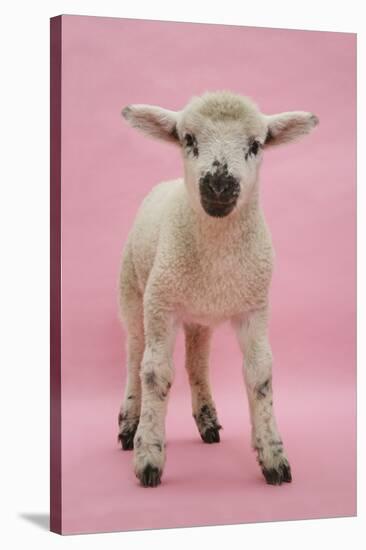 Lamb Portrait-Mark Taylor-Stretched Canvas