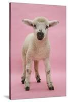 Lamb Portrait-Mark Taylor-Stretched Canvas