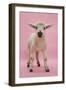 Lamb Portrait-Mark Taylor-Framed Photographic Print