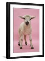 Lamb Portrait-Mark Taylor-Framed Photographic Print