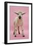 Lamb Portrait-Mark Taylor-Framed Photographic Print