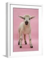 Lamb Portrait-Mark Taylor-Framed Photographic Print