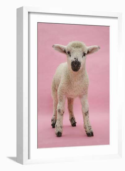 Lamb Portrait-Mark Taylor-Framed Photographic Print