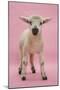 Lamb Portrait-Mark Taylor-Mounted Photographic Print