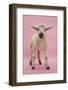 Lamb Portrait-Mark Taylor-Framed Photographic Print