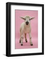 Lamb Portrait-Mark Taylor-Framed Photographic Print