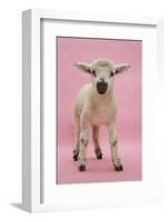 Lamb Portrait-Mark Taylor-Framed Photographic Print