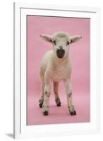 Lamb Portrait-Mark Taylor-Framed Photographic Print