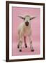 Lamb Portrait-Mark Taylor-Framed Photographic Print