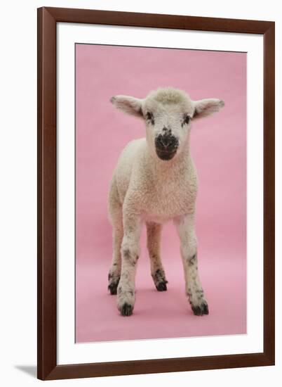 Lamb Portrait-Mark Taylor-Framed Photographic Print