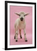 Lamb Portrait-Mark Taylor-Framed Photographic Print