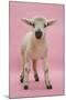 Lamb Portrait-Mark Taylor-Mounted Photographic Print