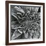 Lamb's Ear, c.1965-Brett Weston-Framed Photographic Print