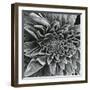 Lamb's Ear, c.1965-Brett Weston-Framed Premium Photographic Print