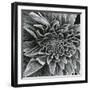 Lamb's Ear, c.1965-Brett Weston-Framed Premium Photographic Print