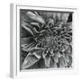 Lamb's Ear, c.1965-Brett Weston-Framed Premium Photographic Print