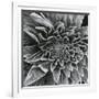 Lamb's Ear, c.1965-Brett Weston-Framed Photographic Print