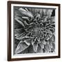 Lamb's Ear, c.1965-Brett Weston-Framed Photographic Print