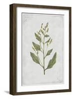 Lamb's Quarters-PI Collection-Framed Art Print