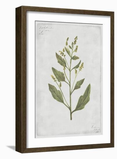 Lamb's Quarters-PI Collection-Framed Art Print