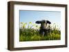 Lamb Walking in Field of Flowers-Peter Mason-Framed Photographic Print