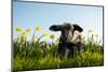 Lamb Walking in Field of Flowers-Peter Mason-Mounted Photographic Print