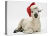 Lamb Wearing a Father Christmas Hat-Mark Taylor-Stretched Canvas