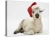 Lamb Wearing a Father Christmas Hat-Mark Taylor-Stretched Canvas