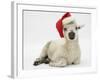 Lamb Wearing a Father Christmas Hat-Mark Taylor-Framed Photographic Print