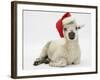 Lamb Wearing a Father Christmas Hat-Mark Taylor-Framed Photographic Print