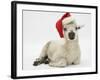 Lamb Wearing a Father Christmas Hat-Mark Taylor-Framed Photographic Print