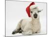 Lamb Wearing a Father Christmas Hat-Mark Taylor-Mounted Photographic Print