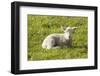 Lamb-Brackish NZ-Framed Photographic Print