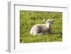 Lamb-Brackish NZ-Framed Photographic Print