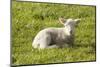 Lamb-Brackish NZ-Mounted Photographic Print