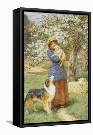 Lambing Time-Basil Bradley-Framed Stretched Canvas