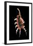 Lambis Chiragra Arthritica-Paul Starosta-Framed Photographic Print