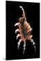 Lambis Chiragra Arthritica-Paul Starosta-Mounted Photographic Print