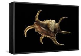 Lambis Chiragra-Paul Starosta-Framed Stretched Canvas