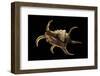 Lambis Chiragra-Paul Starosta-Framed Premium Photographic Print