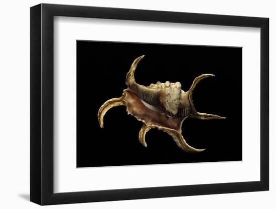 Lambis Chiragra-Paul Starosta-Framed Premium Photographic Print