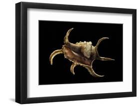 Lambis Chiragra-Paul Starosta-Framed Premium Photographic Print