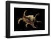 Lambis Chiragra-Paul Starosta-Framed Premium Photographic Print