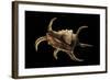 Lambis Chiragra-Paul Starosta-Framed Photographic Print