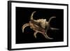 Lambis Chiragra-Paul Starosta-Framed Photographic Print