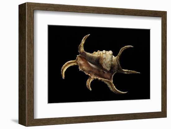 Lambis Chiragra-Paul Starosta-Framed Photographic Print