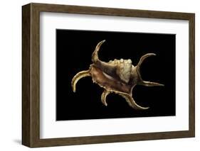 Lambis Chiragra-Paul Starosta-Framed Photographic Print