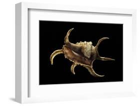 Lambis Chiragra-Paul Starosta-Framed Photographic Print