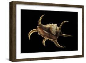 Lambis Chiragra-Paul Starosta-Framed Photographic Print